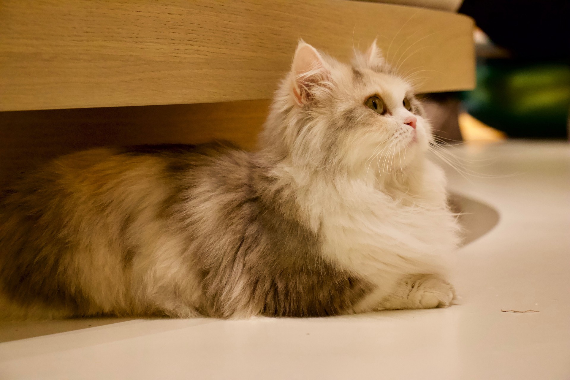 Fluffy cat lounging in kitchen beneath counter