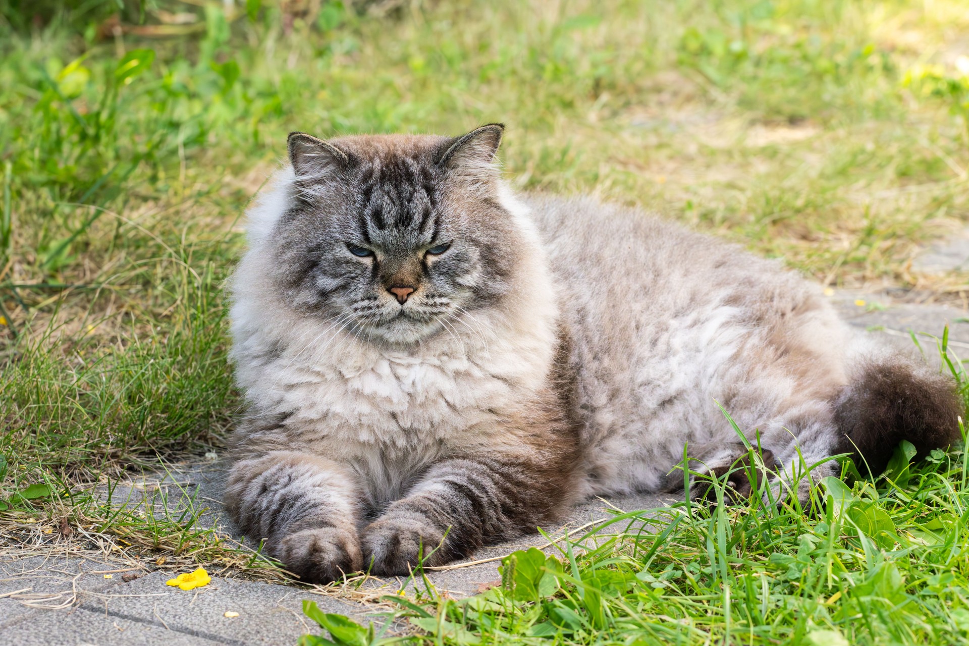 Fluffy Siberian cat resting on grass in outdoor natural setting